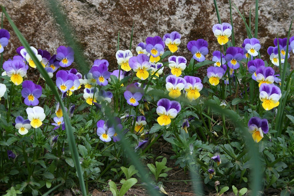 2f69c52934eff4b263e8844de61a23a8_1492069